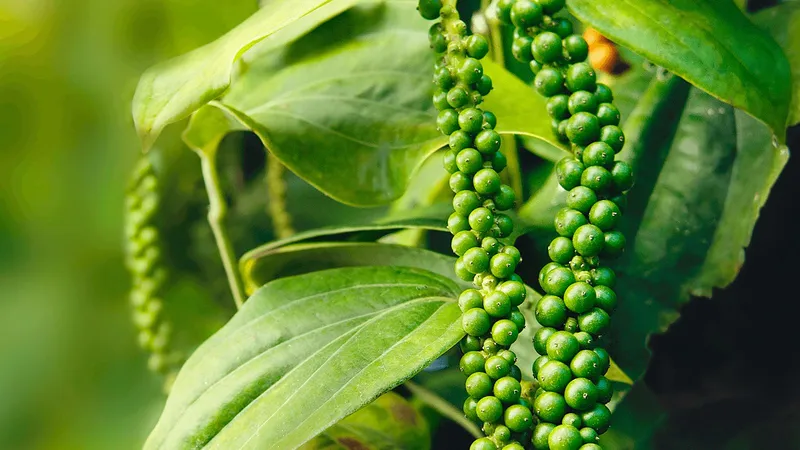 Sản phẩm Hat tieu xanh co tam — Công Ty TNHH Một Thành Viên Nông Sản Hòa Dương — MST 6001397246