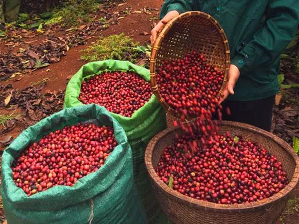 Sản phẩm caphe sach huuco buonmathuot caphedacsan caphevip 1 — Eatu Cafe - Hợp Tác Xã Nông Nghiệp Dịch Vụ Công Bằng Eatu — MST 6001510766