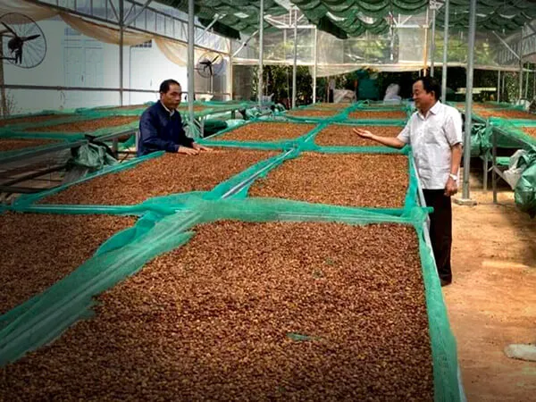 Sản phẩm caphe sach huuco buonmathuot caphedacsan caphevip 14 — Eatu Cafe - Hợp Tác Xã Nông Nghiệp Dịch Vụ Công Bằng Eatu — MST 6001510766
