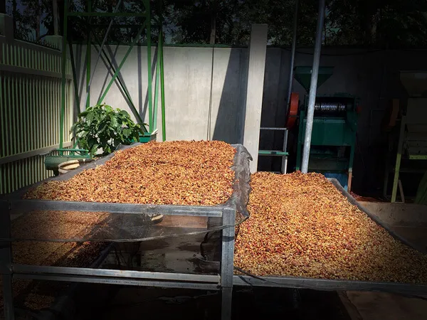 Sản phẩm caphe sach huuco buonmathuot caphedacsan caphevip 18 — Eatu Cafe - Hợp Tác Xã Nông Nghiệp Dịch Vụ Công Bằng Eatu — MST 6001510766