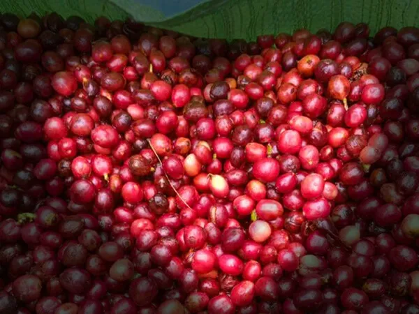 Sản phẩm caphe sach huuco buonmathuot caphedacsan caphevip 19 — Eatu Cafe - Hợp Tác Xã Nông Nghiệp Dịch Vụ Công Bằng Eatu — MST 6001510766
