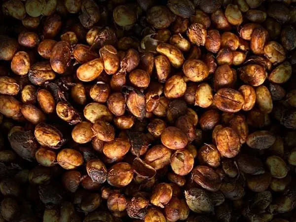 Sản phẩm caphe sach huuco buonmathuot caphedacsan caphevip 213 — Eatu Cafe - Hợp Tác Xã Nông Nghiệp Dịch Vụ Công Bằng Eatu — MST 6001510766