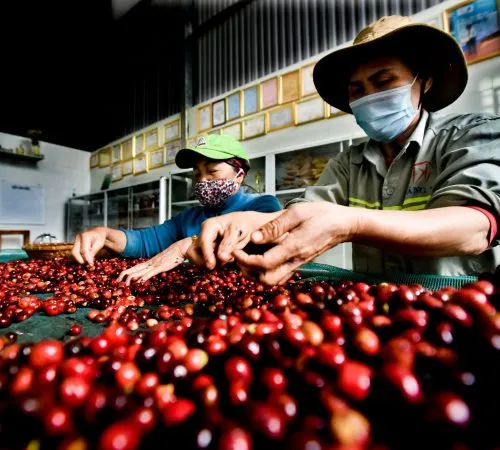 Sản phẩm htxeatucafe eatucoffee caphedacsanvietnam cacphehuuco caphesachdaklak 187 500x450 — Eatu Cafe - Hợp Tác Xã Nông Nghiệp Dịch Vụ Công Bằng Eatu — MST 6001510766