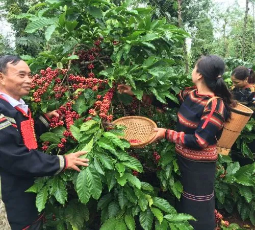Sản phẩm htxeatucafe eatucoffee caphedacsanvietnam cacphehuuco caphesachdaklak 190 500x450 — Eatu Cafe - Hợp Tác Xã Nông Nghiệp Dịch Vụ Công Bằng Eatu — MST 6001510766