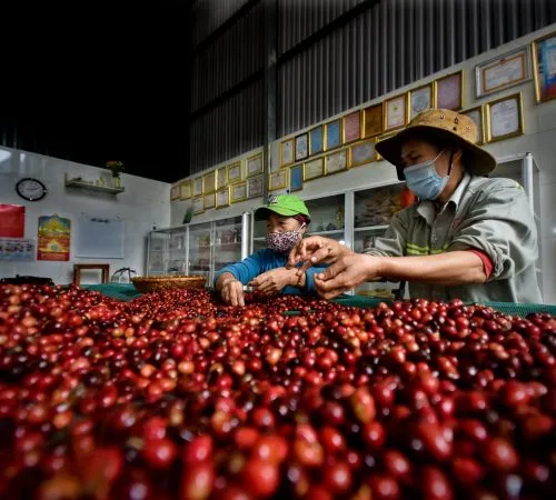 Sản phẩm htxeatucafe eatucoffee caphedacsanvietnam cacphehuuco caphesachdaklak 191 500x450 — Eatu Cafe - Hợp Tác Xã Nông Nghiệp Dịch Vụ Công Bằng Eatu — MST 6001510766