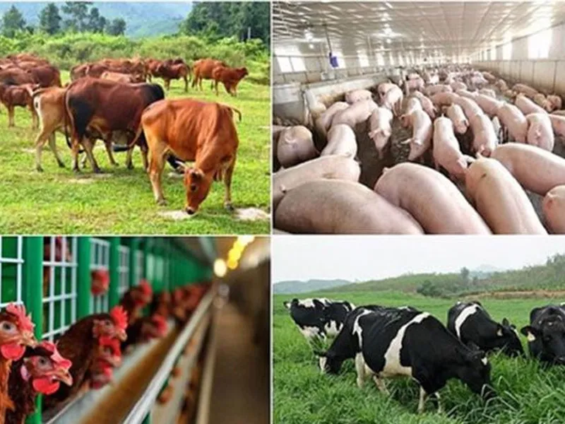 Sản phẩm Nong nghiep — Cân Điện Tử Quốc Hưng - Công Ty TNHH Sản Xuất Dịch Vụ Kỹ Thuật Quốc Hưng — MST 6001541813