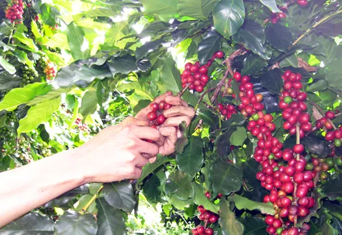 Sản phẩm thu hoach ca phe da lat — Công Ty TNHH Cà Phê Siva Drrack — MST 6001575851