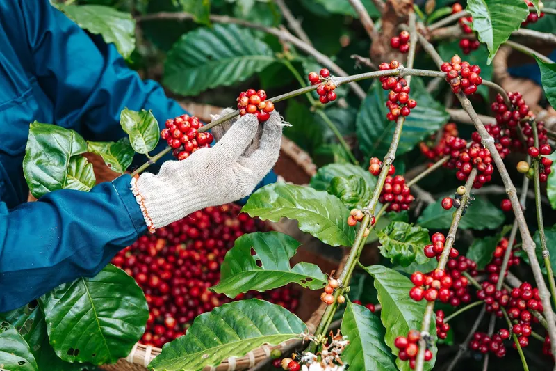 Sản phẩm 2258b56fb59045ce1c817 — Công Ty TNHH PM Coffee — MST 6001616522