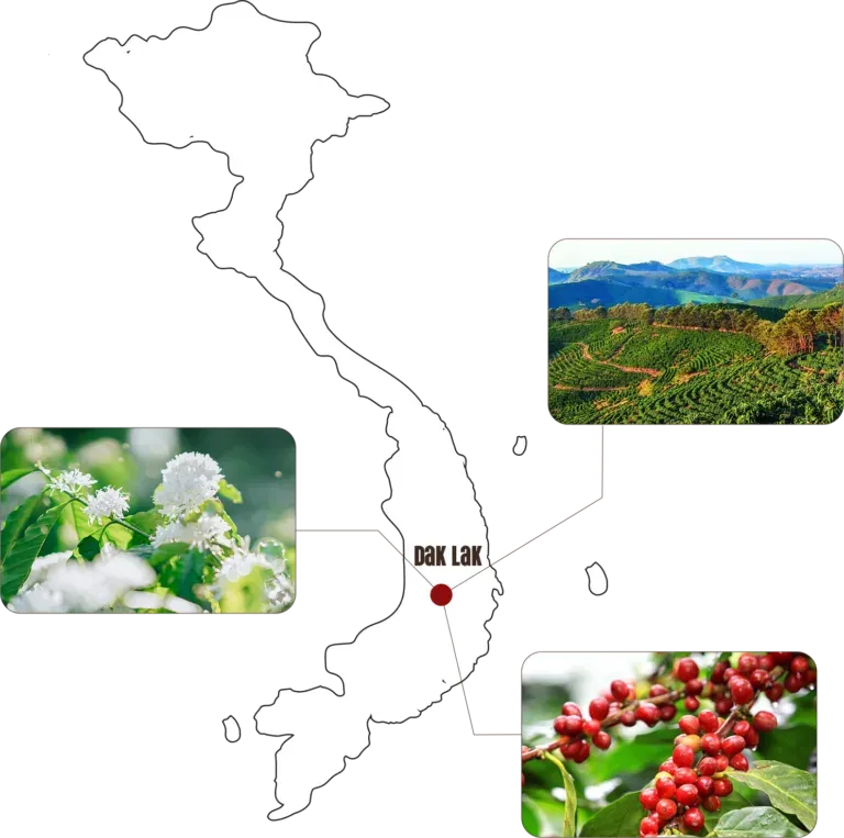 Sản phẩm 4 768x763.png — Công Ty TNHH XNK Cà Phê Minh Anh — MST 6001753039