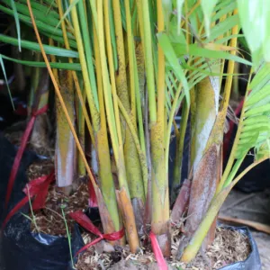 Sản phẩm 1 cau vang 800 533 cayxanhhoacanh.com_ 300x300 — Công Ty TNHH Cây Xanh Đông Thuận Đông — MST 6300236568