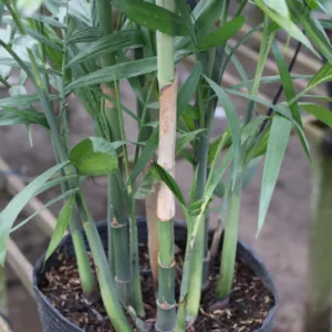 Sản phẩm 1 cay cau hawai 800 533 cayxanhhoacanh.com_ 300x300 — Công Ty TNHH Cây Xanh Đông Thuận Đông — MST 6300236568