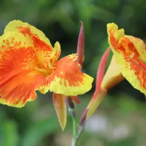 Sản phẩm 1 cay chuoi hoa do vang chuoi lai 800 533 cayxanhhoacanh.com_ 300x300 — Công Ty TNHH Cây Xanh Đông Thuận Đông — MST 6300236568