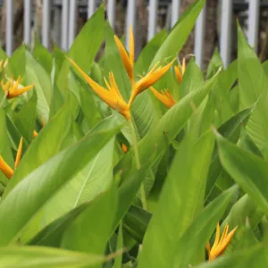Sản phẩm 1 cay chuoi hoa mo ket mo ket la dong 800 533 cayxanhhoacanh.com_ 300x300 — Công Ty TNHH Cây Xanh Đông Thuận Đông — MST 6300236568