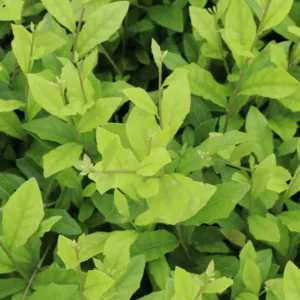 Sản phẩm 1 cay cuc tan an do 800 533 cayxanhhoacanh.com_ 300x300 — Công Ty TNHH Cây Xanh Đông Thuận Đông — MST 6300236568