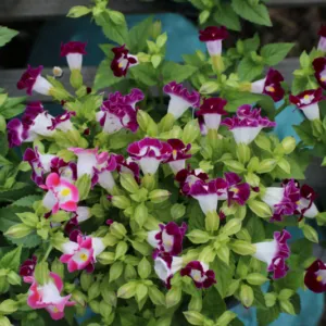 Sản phẩm 1 cay hoa ban se hoa tet 800 533 cayxanhhoacanh.com_ 300x300 — Công Ty TNHH Cây Xanh Đông Thuận Đông — MST 6300236568