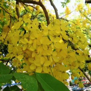 Sản phẩm 1 cay hoang hau vang muong hoang yen osaka vang 800 533 cayxanhhoacanh.com_ 300x300 — Công Ty TNHH Cây Xanh Đông Thuận Đông — MST 6300236568