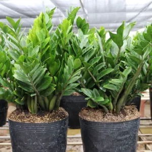 Sản phẩm 1 cay kim phat tai 800 533 cayxanhhoacanh.com_ 300x300 — Công Ty TNHH Cây Xanh Đông Thuận Đông — MST 6300236568