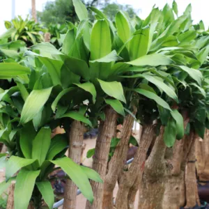 Sản phẩm 1 cay phat tai khuc 800 533 cayxanhhoacanh.com_ 300x300 — Công Ty TNHH Cây Xanh Đông Thuận Đông — MST 6300236568