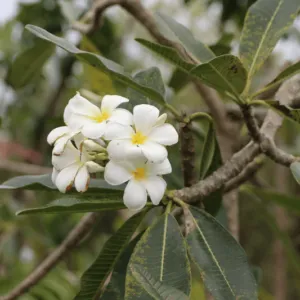 Sản phẩm 1 cay su dai hoa trang 800 533 cayxanhhoacanh.com_ 300x300 — Công Ty TNHH Cây Xanh Đông Thuận Đông — MST 6300236568