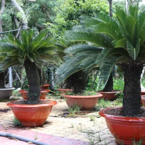 Sản phẩm 1 cay thien tue 800 533 cayxanhhoacanh.com_ 300x300 — Công Ty TNHH Cây Xanh Đông Thuận Đông — MST 6300236568