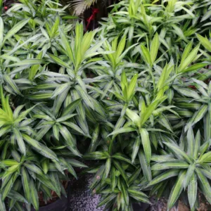 Sản phẩm 1 cay truc bach hop 800 533 cayxanhhoacanh.com_ 300x300 — Công Ty TNHH Cây Xanh Đông Thuận Đông — MST 6300236568