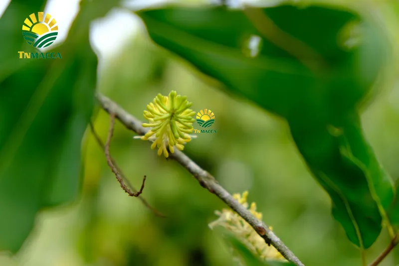 Sản phẩm cach lam bot ngu coc voi hat macca hat macca tot hon hat oc cho (14) — Hạt Mắc Ca Tây Nguyên - Công Ty Cổ Phần Thu Mua Và Chế Biến Nông Sản Tây Nguyên — MST 6400388606