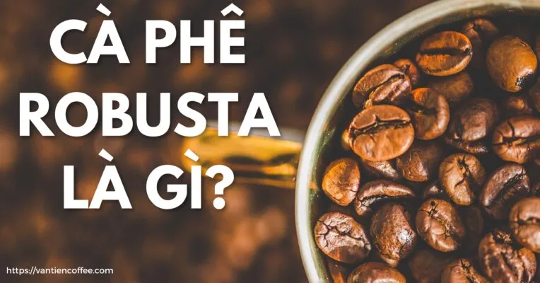 Sản phẩm Ca phe robusta la gi website 764x400 — Công Ty TNHH Đầu Tư Sản Xuất Và Kinh Doanh Cà Phê Văn Tiền — MST 6400442500
