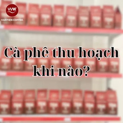 Sản phẩm Ca phe thu hoach khi nao 400x400 — Công Ty TNHH Đầu Tư Sản Xuất Và Kinh Doanh Cà Phê Văn Tiền — MST 6400442500