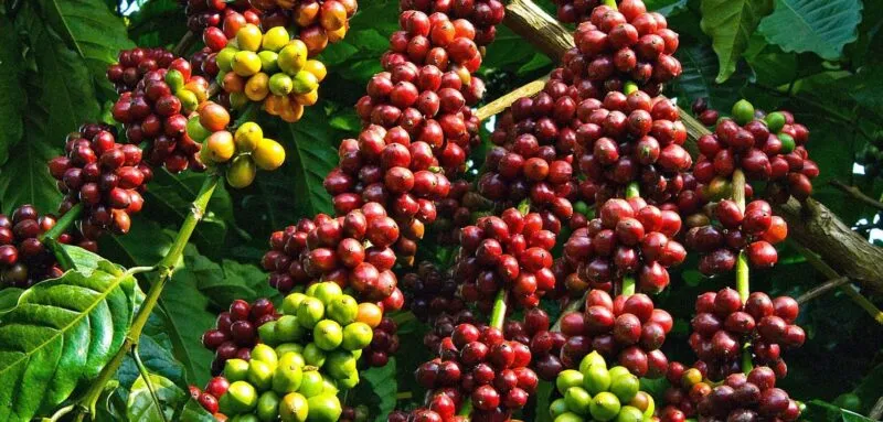 Sản phẩm ca phe xanh lun 2019 800x383 — Công Ty TNHH Đầu Tư Sản Xuất Và Kinh Doanh Cà Phê Văn Tiền — MST 6400442500