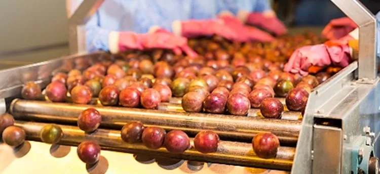 Sản phẩm chanh leo xuat khau — Công Ty Cổ Phần Vạn Xuân Agri — MST 6400448090
