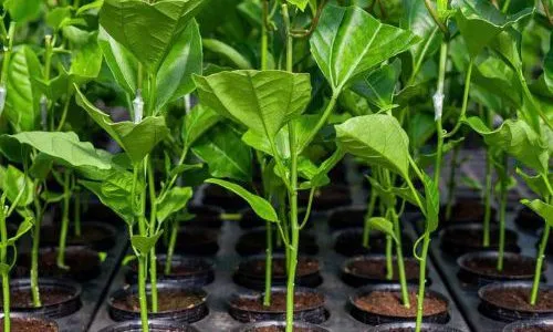 Sản phẩm giong chanh day toan cau qxo1mx5zi5d7gxcyubsifhws8ii5zmczz24t9qajso — Công Ty Cổ Phần Vạn Xuân Agri — MST 6400448090