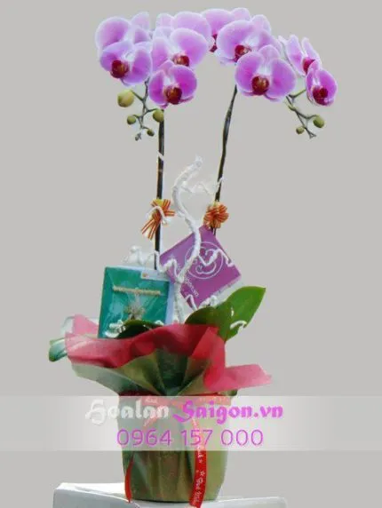 Sản phẩm 2 5 430x572 — Hoa Lan Xuân Khang — MST 8058603190