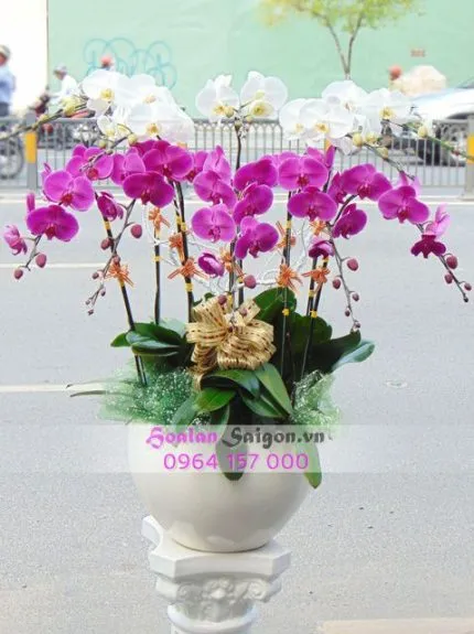 Sản phẩm TT189 430x575 — Hoa Lan Xuân Khang — MST 8058603190