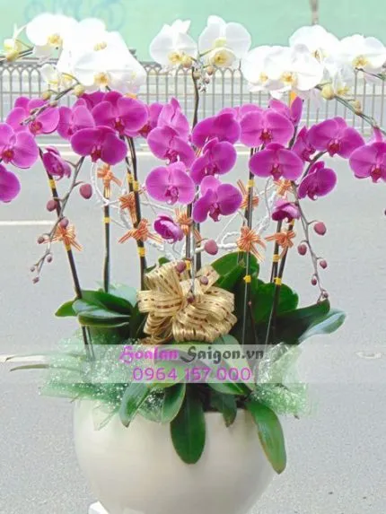 Sản phẩm TT189A 430x573 — Hoa Lan Xuân Khang — MST 8058603190