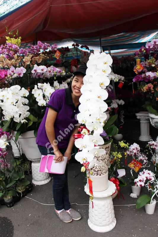 Sản phẩm Shop hoa lan sai gon 4 — Hoa Lan Xuân Khang — MST 8058603190