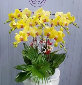 Sản phẩm TT142 NEW 330x340 — Hoa Lan Xuân Khang — MST 8058603190