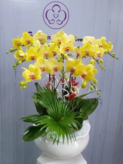 Sản phẩm TT142 NEW 430x573 — Hoa Lan Xuân Khang — MST 8058603190