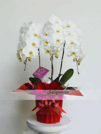 Sản phẩm NB 101 430x573 — Hoa Lan Xuân Khang — MST 8058603190