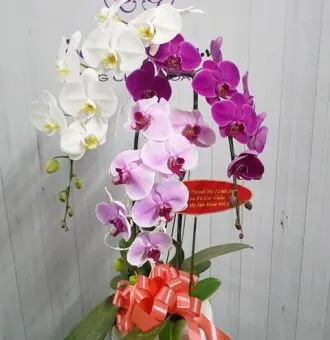 Sản phẩm TT163 new 330x340 — Hoa Lan Xuân Khang — MST 8058603190