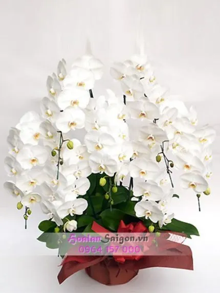 Sản phẩm NB1031 430x573 — Hoa Lan Xuân Khang — MST 8058603190