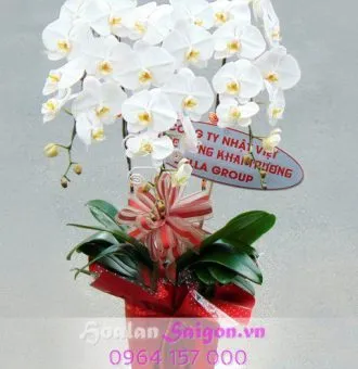 Sản phẩm NB111 NEW 330x340 — Hoa Lan Xuân Khang — MST 8058603190