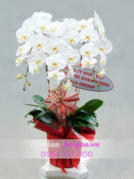 Sản phẩm NB111 NEW 430x573 — Hoa Lan Xuân Khang — MST 8058603190