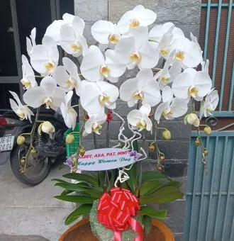 Sản phẩm 4c trang 330x340 — Hoa Lan Xuân Khang — MST 8058603190
