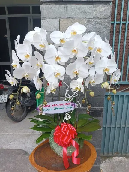 Sản phẩm 4c trang 430x573 — Hoa Lan Xuân Khang — MST 8058603190