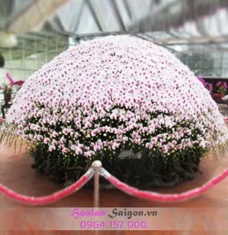 Sản phẩm NB118 330x340 — Hoa Lan Xuân Khang — MST 8058603190