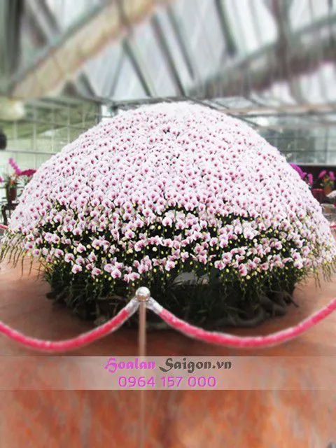 Sản phẩm NB118 — Hoa Lan Xuân Khang — MST 8058603190