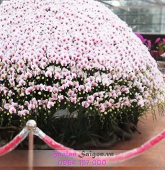 Sản phẩm NB118B 330x340 — Hoa Lan Xuân Khang — MST 8058603190