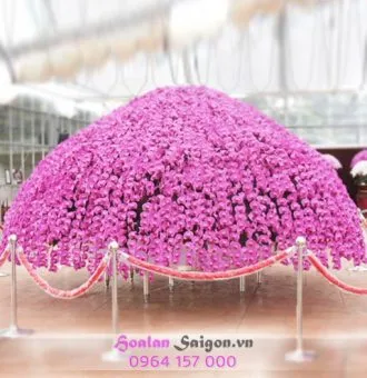 Sản phẩm NB119 330x340 — Hoa Lan Xuân Khang — MST 8058603190