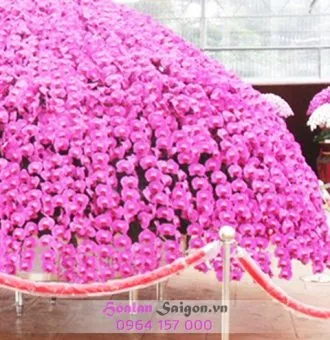 Sản phẩm NB119C 330x340 — Hoa Lan Xuân Khang — MST 8058603190