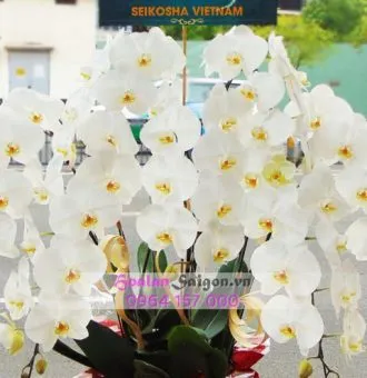 Sản phẩm NB120A 330x340 — Hoa Lan Xuân Khang — MST 8058603190